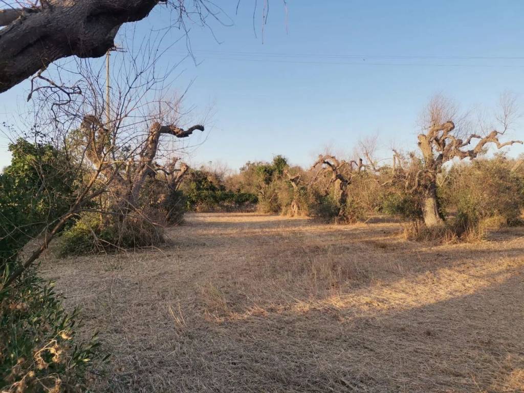 immagine annuncio 2 di 3