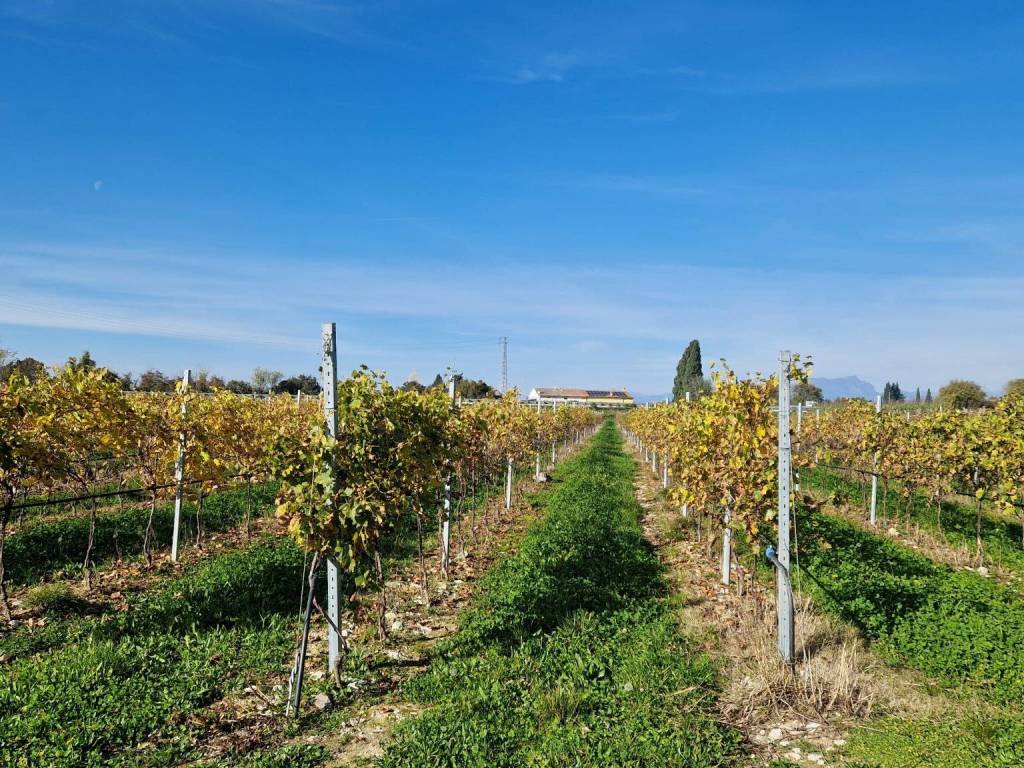 immagine annuncio 1 di 4