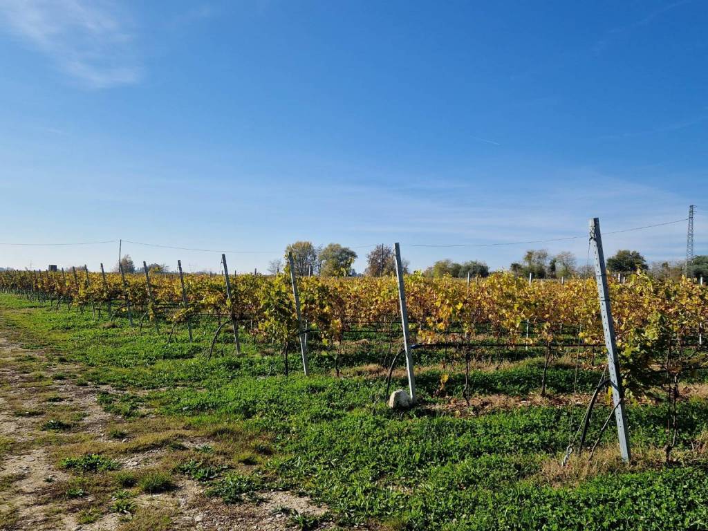 immagine annuncio 2 di 4