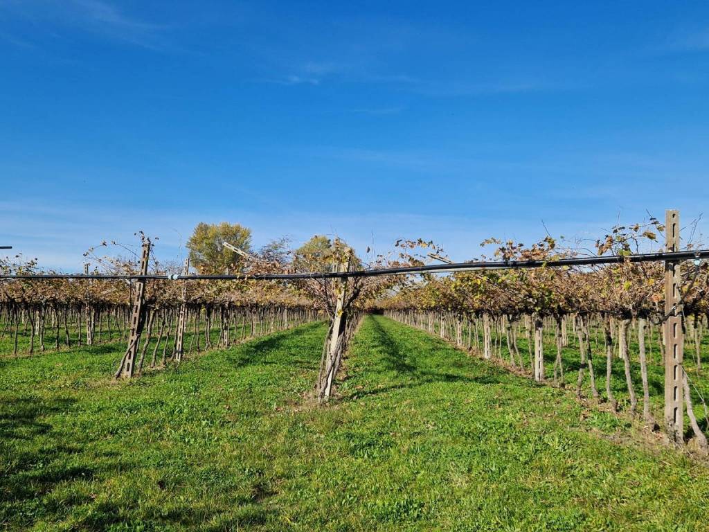 immagine annuncio 3 di 4