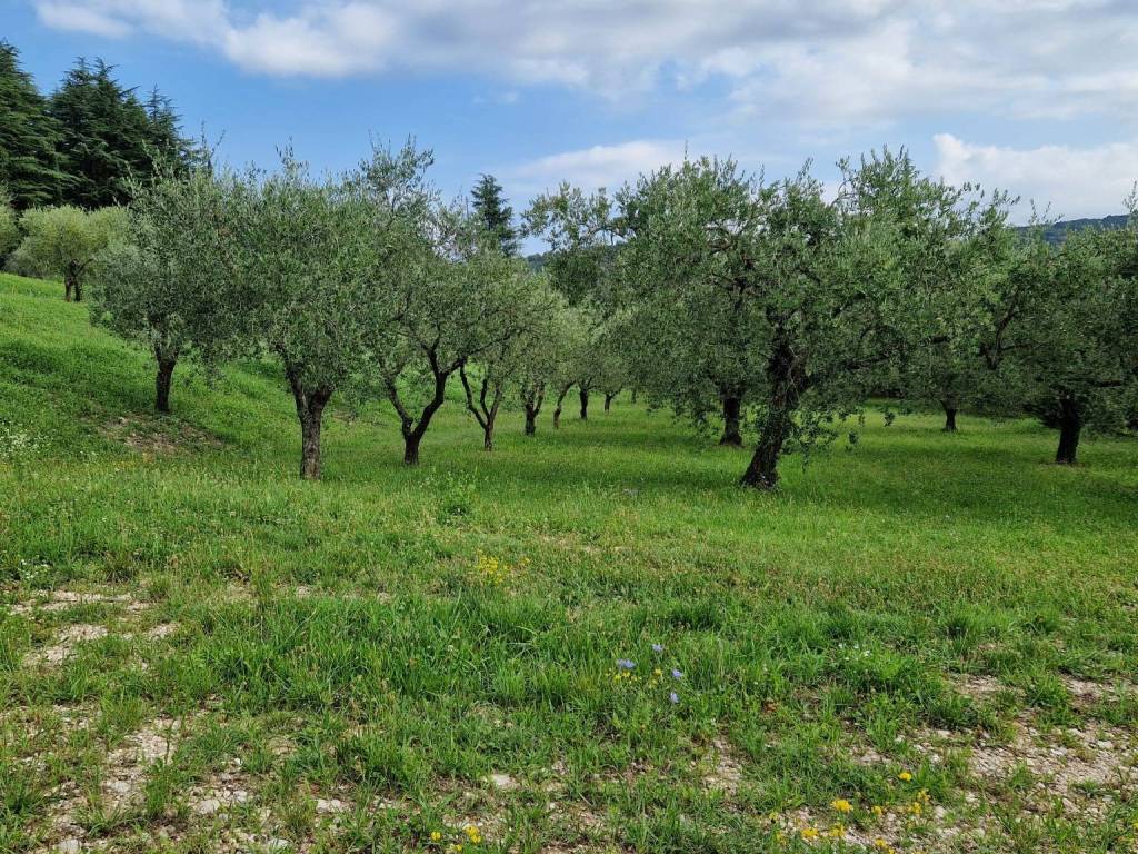 immagine annuncio 1 di 2