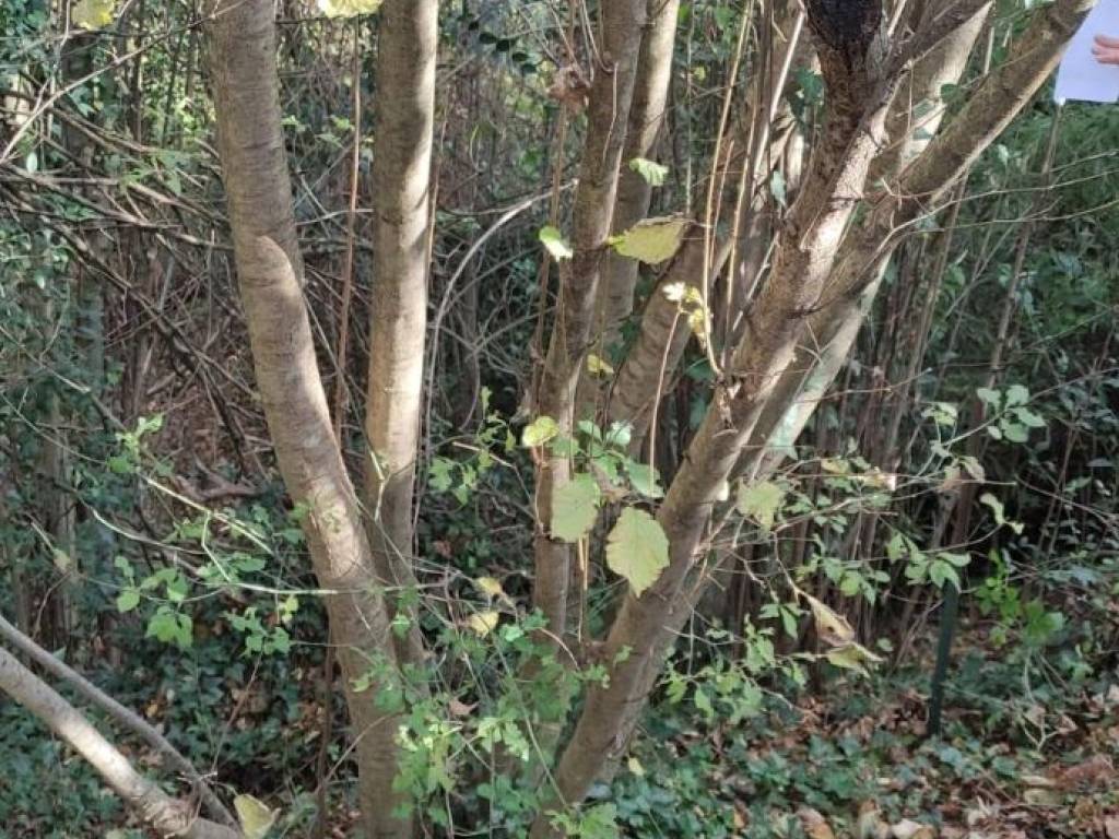 immagine annuncio 1 di 2