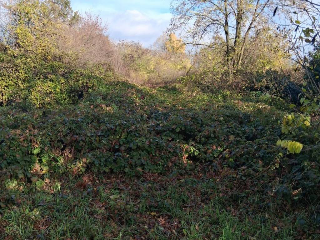 immagine annuncio 1 di 2