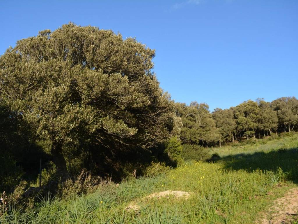 immagine annuncio 0 di 1