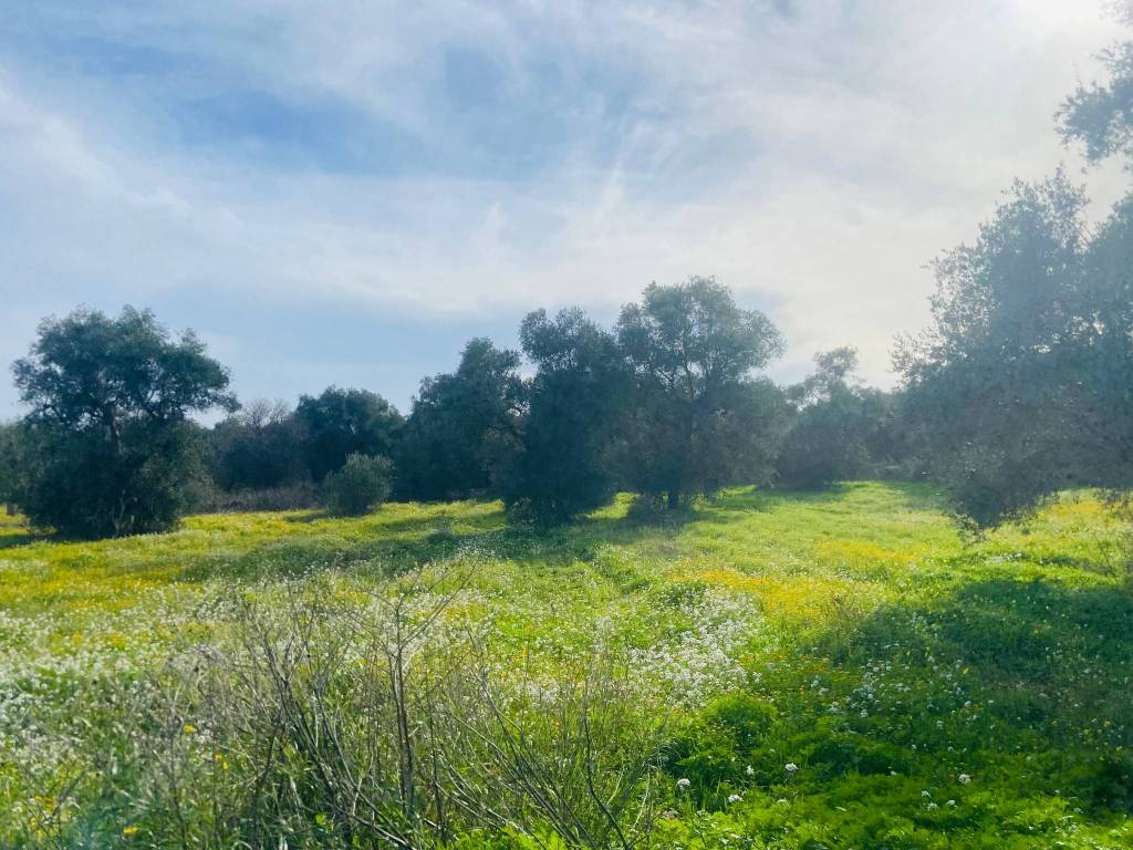 immagine annuncio 2 di 4