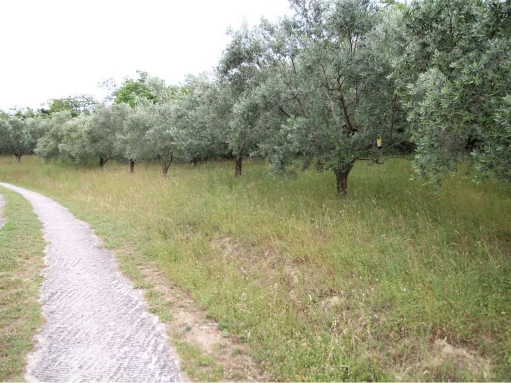 immagine annuncio 2 di 3