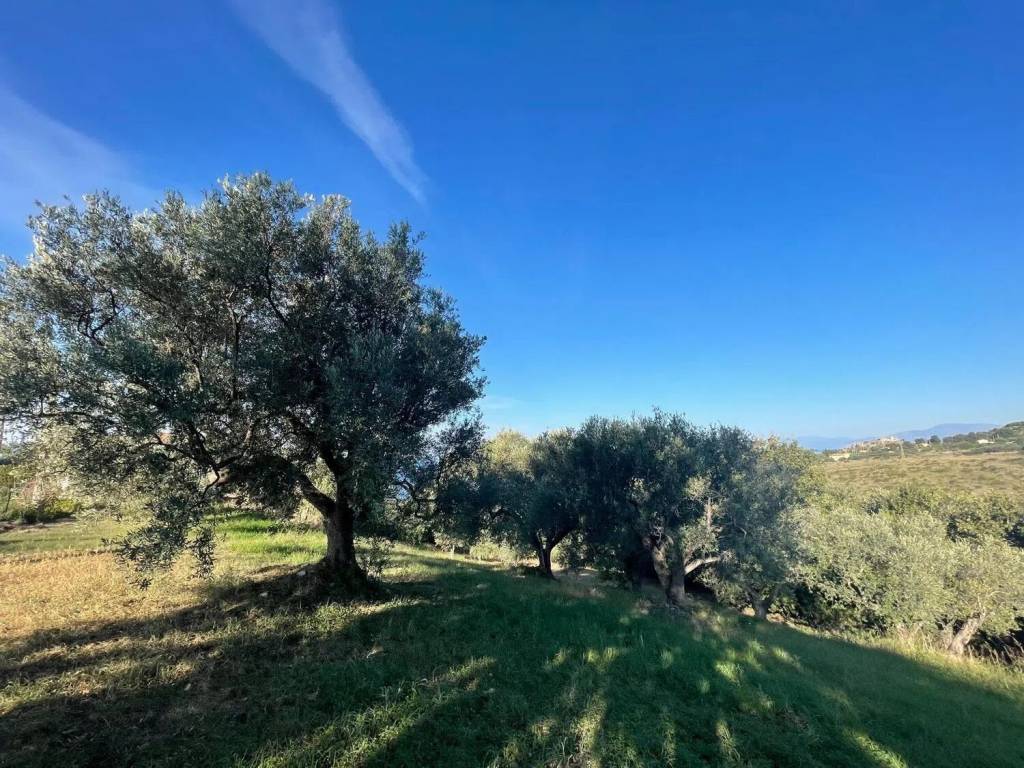 immagine annuncio 2 di 4