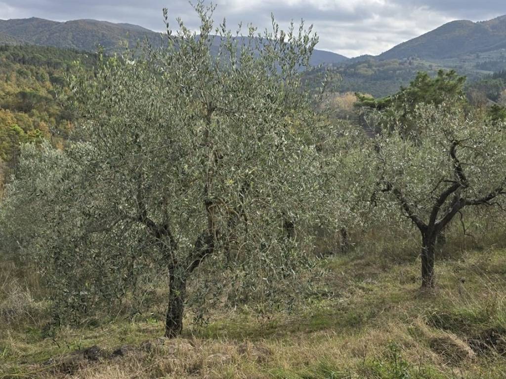 immagine annuncio 1 di 4