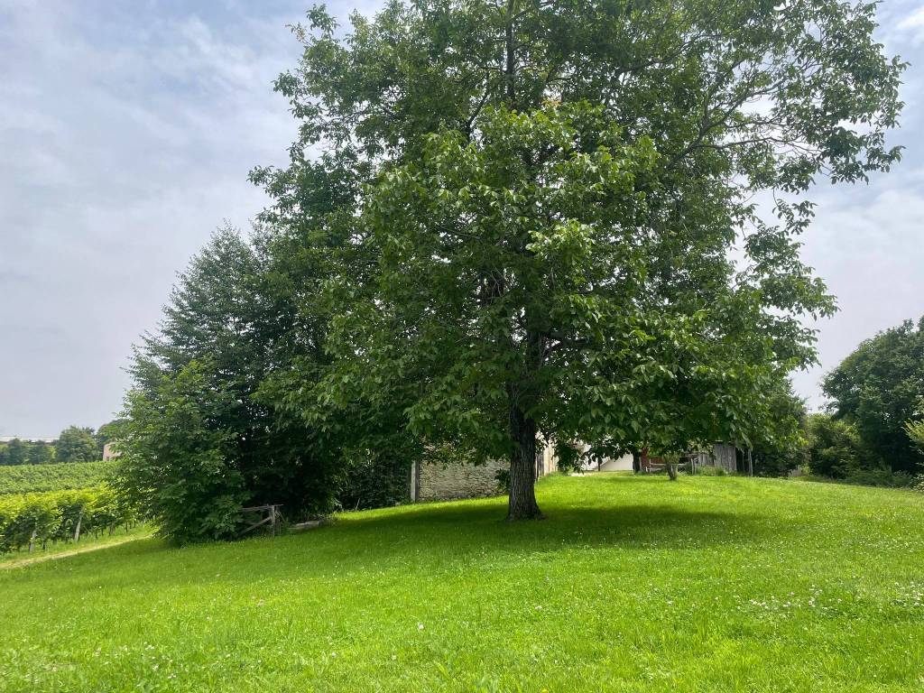 immagine annuncio 1 di 4