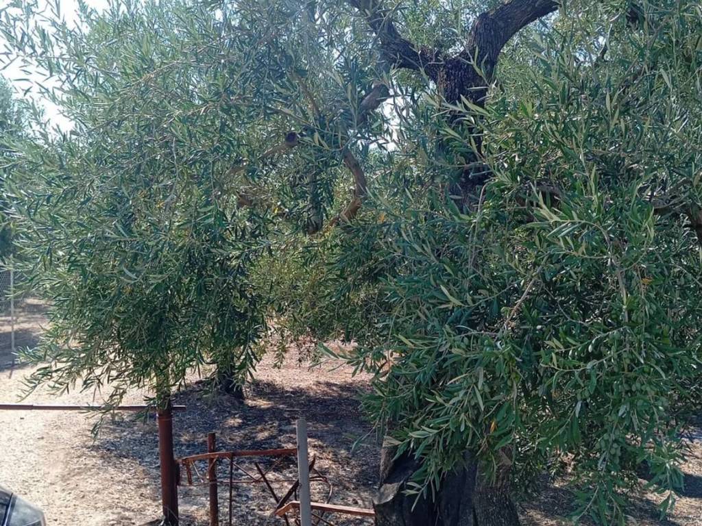 immagine annuncio 3 di 4