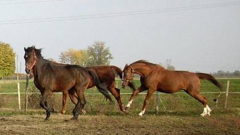 immagine annuncio 2 di 4