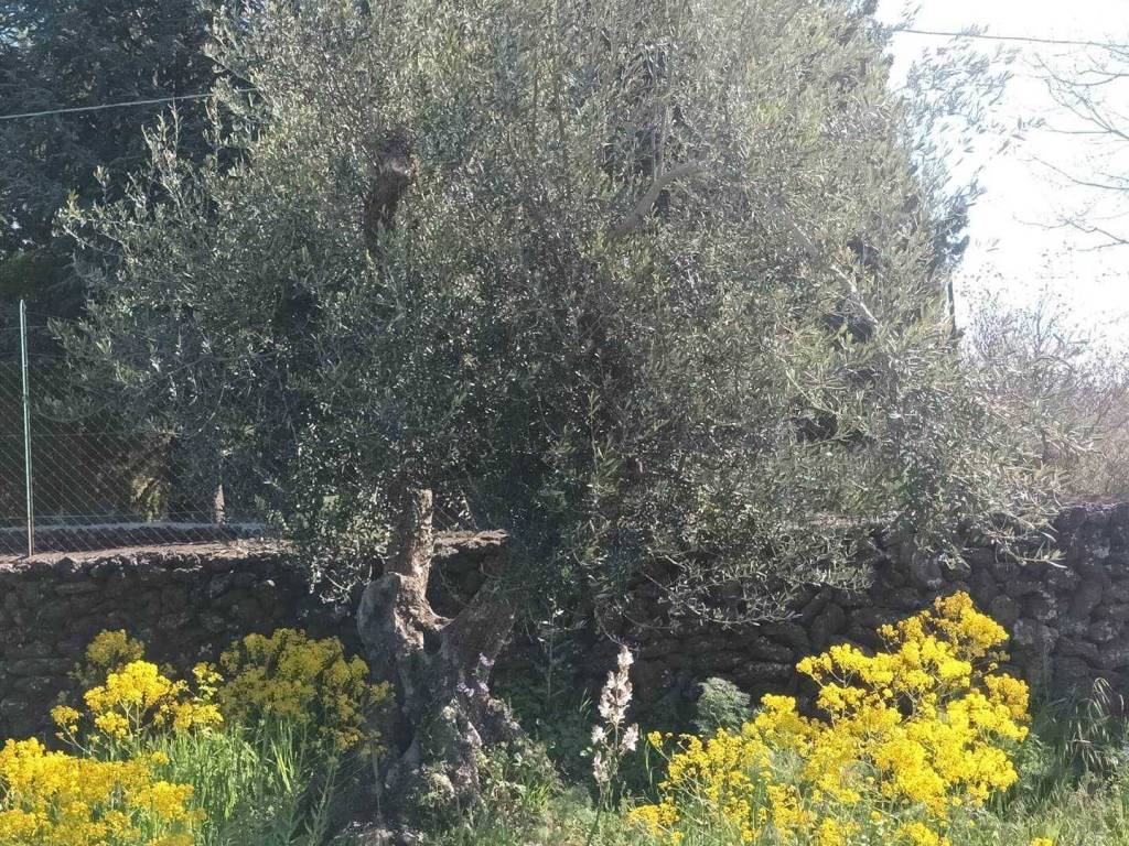 immagine annuncio 0 di 1