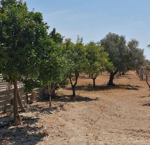 immagine annuncio 1 di 4