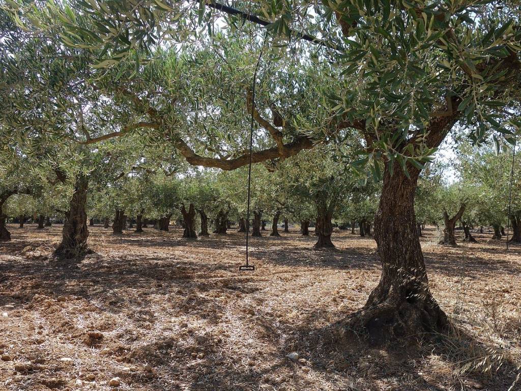 immagine annuncio 1 di 4