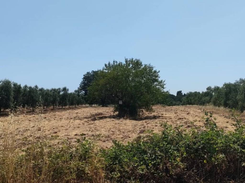 immagine annuncio 1 di 2