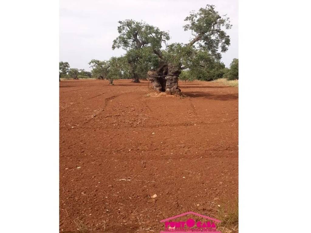 immagine annuncio 3 di 4