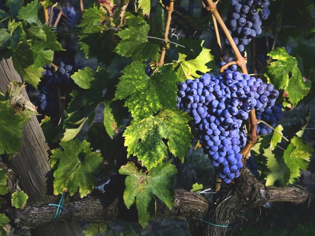 immagine annuncio 1 di 4