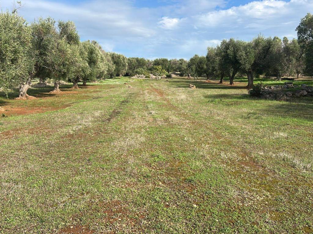 immagine annuncio 1 di 4