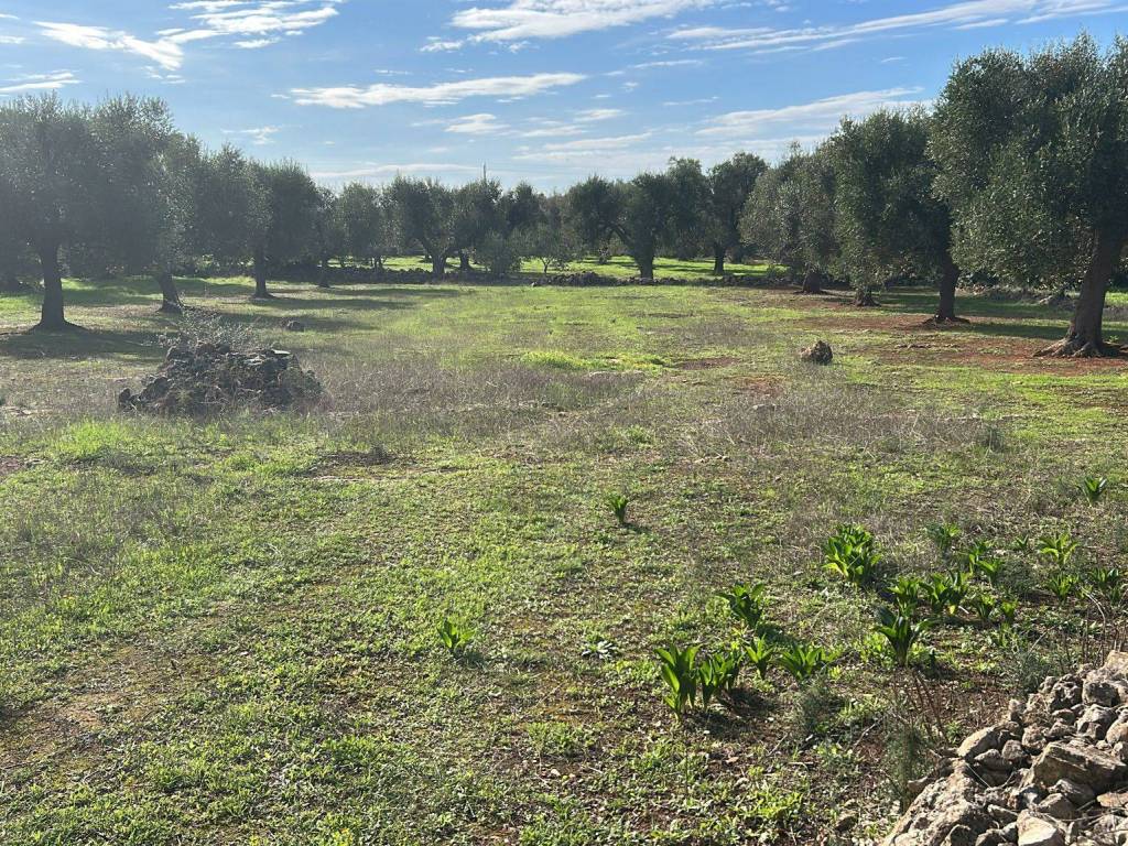 immagine annuncio 2 di 4