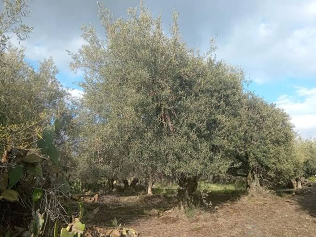 immagine annuncio 1 di 3