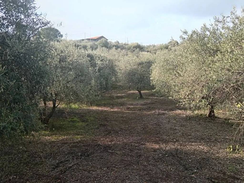 immagine annuncio 2 di 3