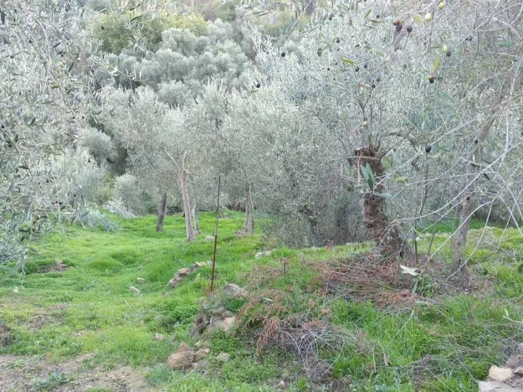 immagine annuncio 1 di 3