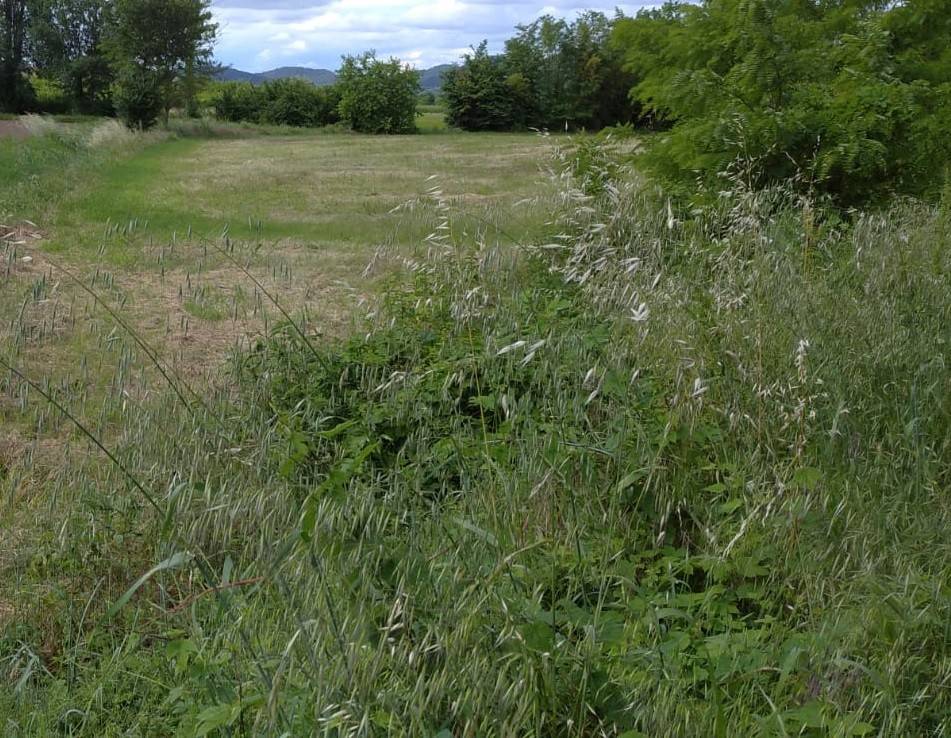 immagine annuncio 2 di 4