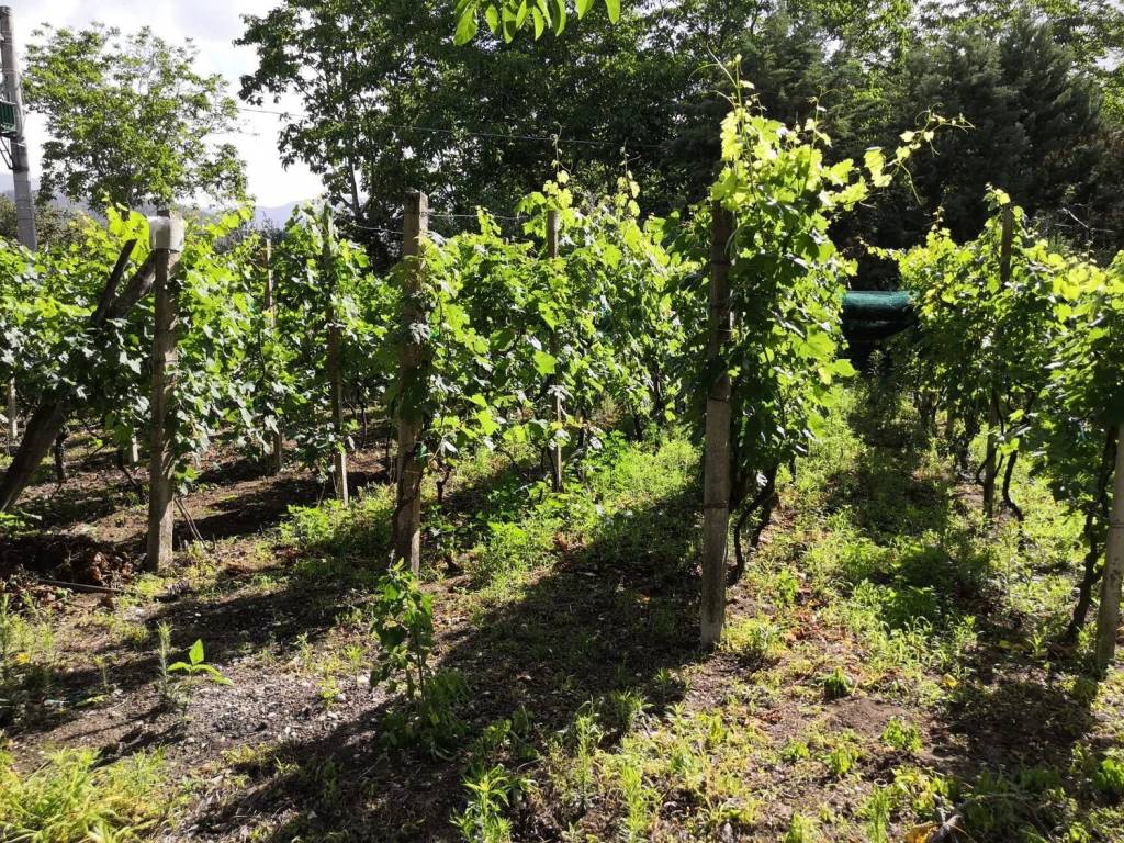 immagine annuncio 2 di 3