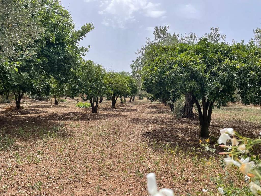 immagine annuncio 1 di 2