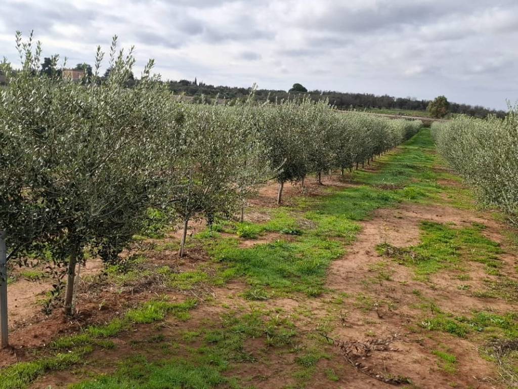 immagine annuncio 1 di 3