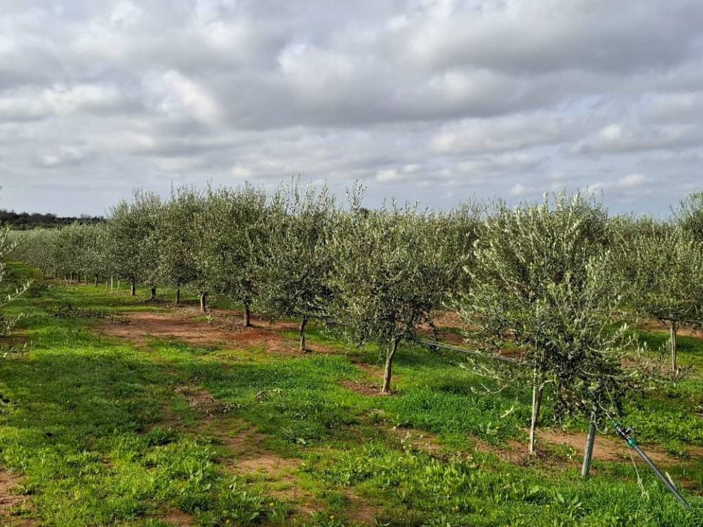 immagine annuncio 2 di 3