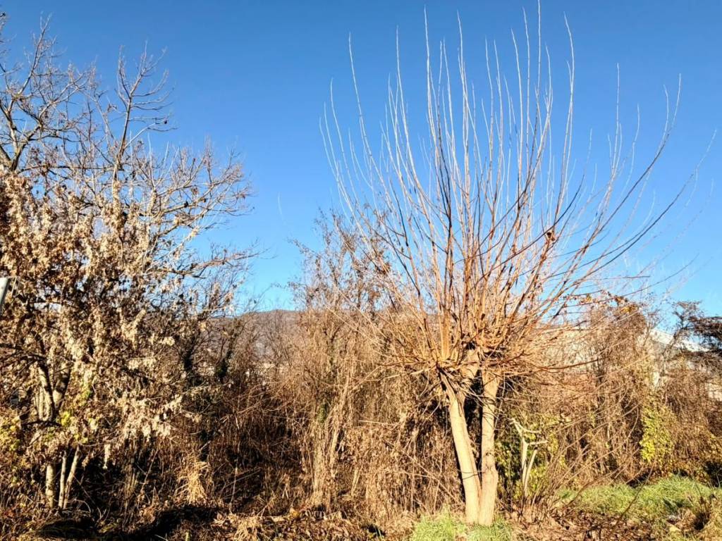 immagine annuncio 2 di 4