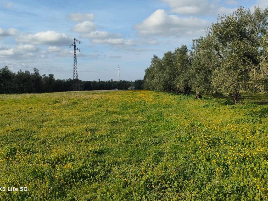 immagine annuncio 2 di 4