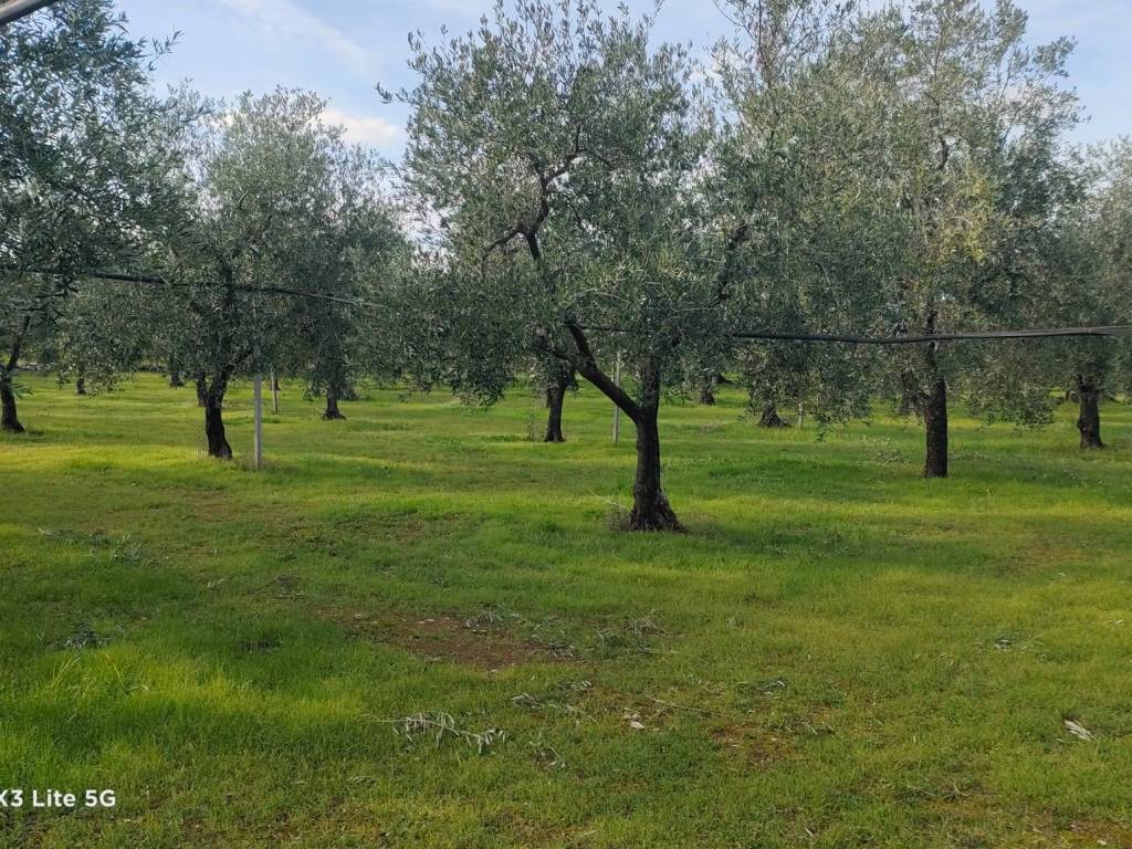 immagine annuncio 2 di 3