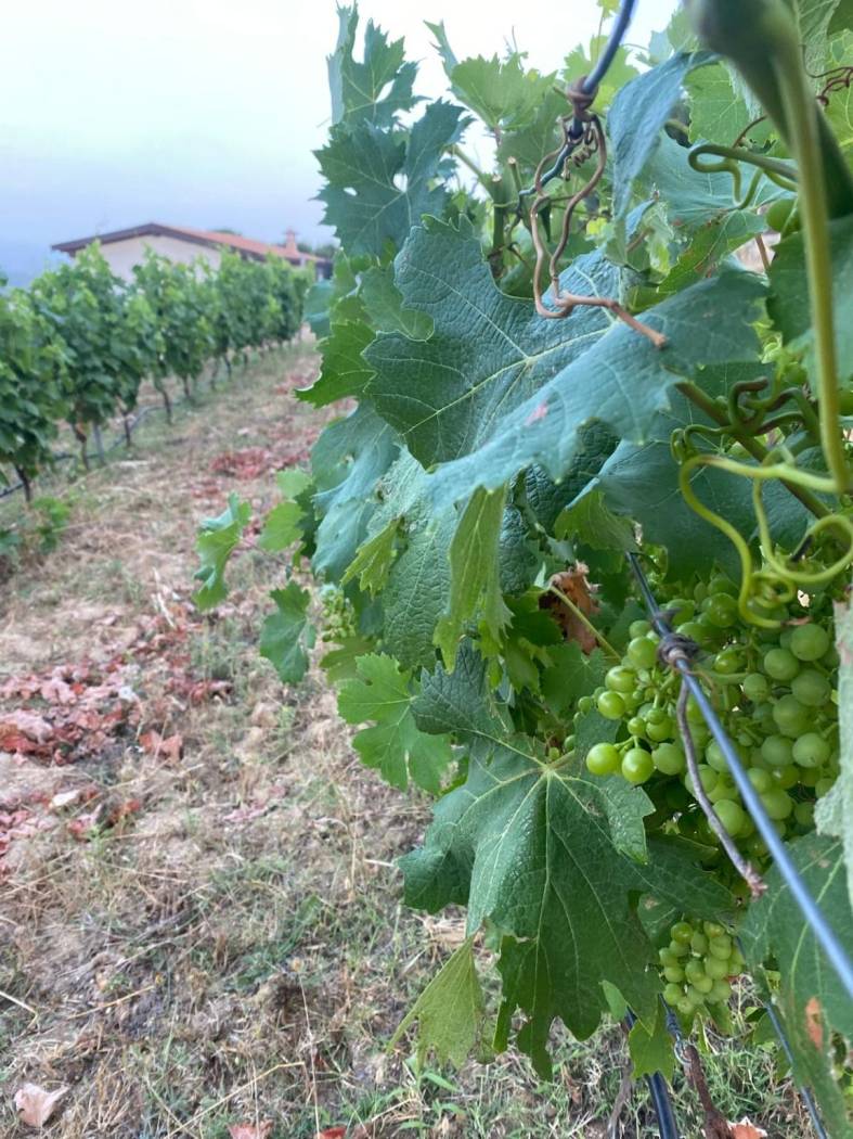 Rustico AZIENDA AGRICOLA CON VISTA MARE - Currighena Alta, snc, Santa Teresa Gallura - Photo 40