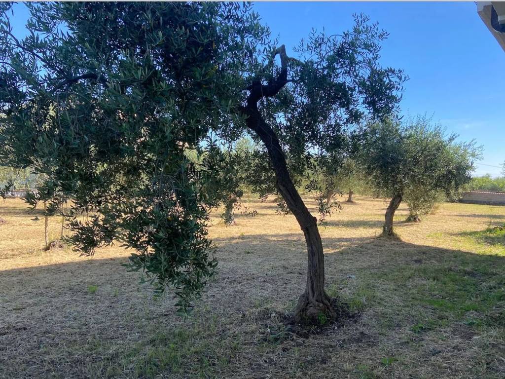 immagine annuncio 1 di 4