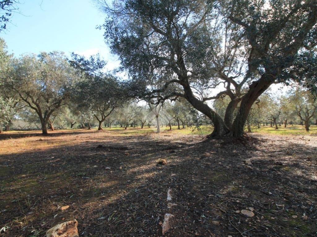 immagine annuncio 2 di 4