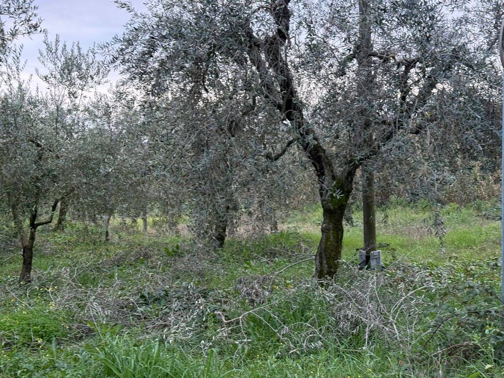 immagine annuncio 1 di 4