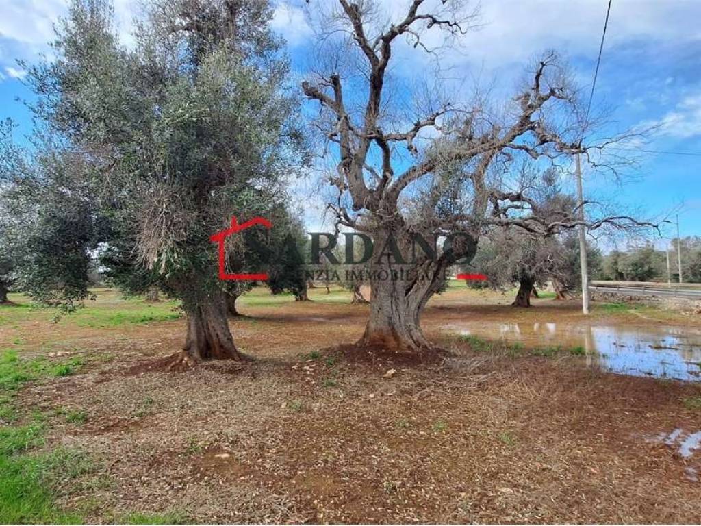 immagine annuncio 1 di 4