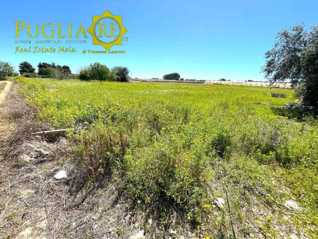 immagine annuncio 1 di 4