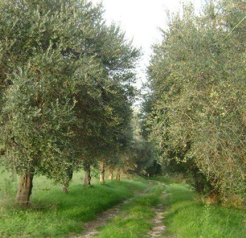 immagine annuncio 3 di 4