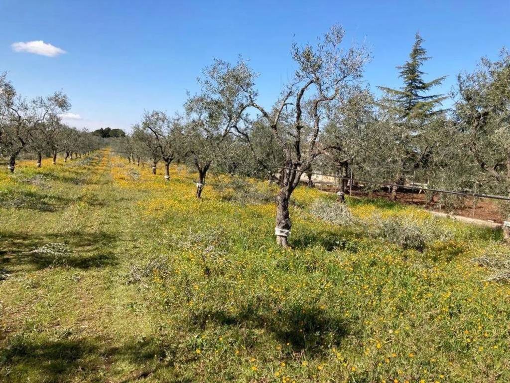 immagine annuncio 3 di 4