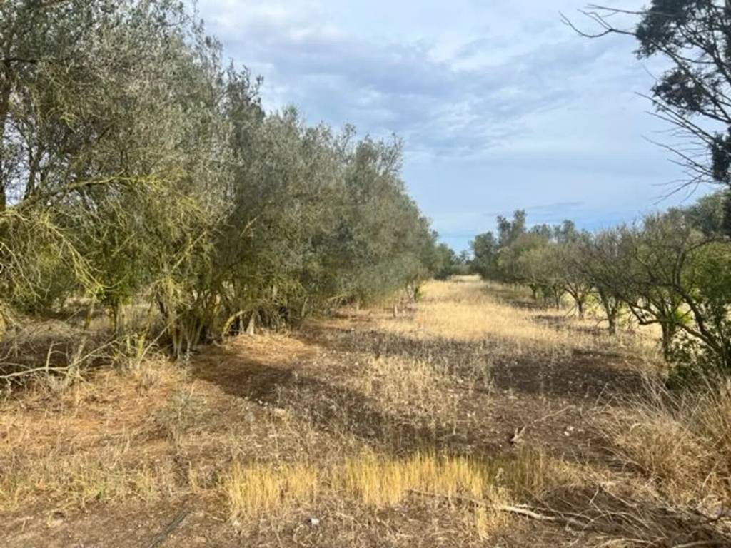 immagine annuncio 2 di 4