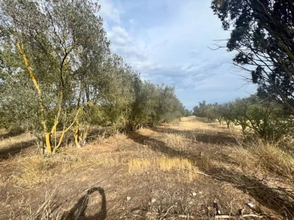 immagine annuncio 3 di 4