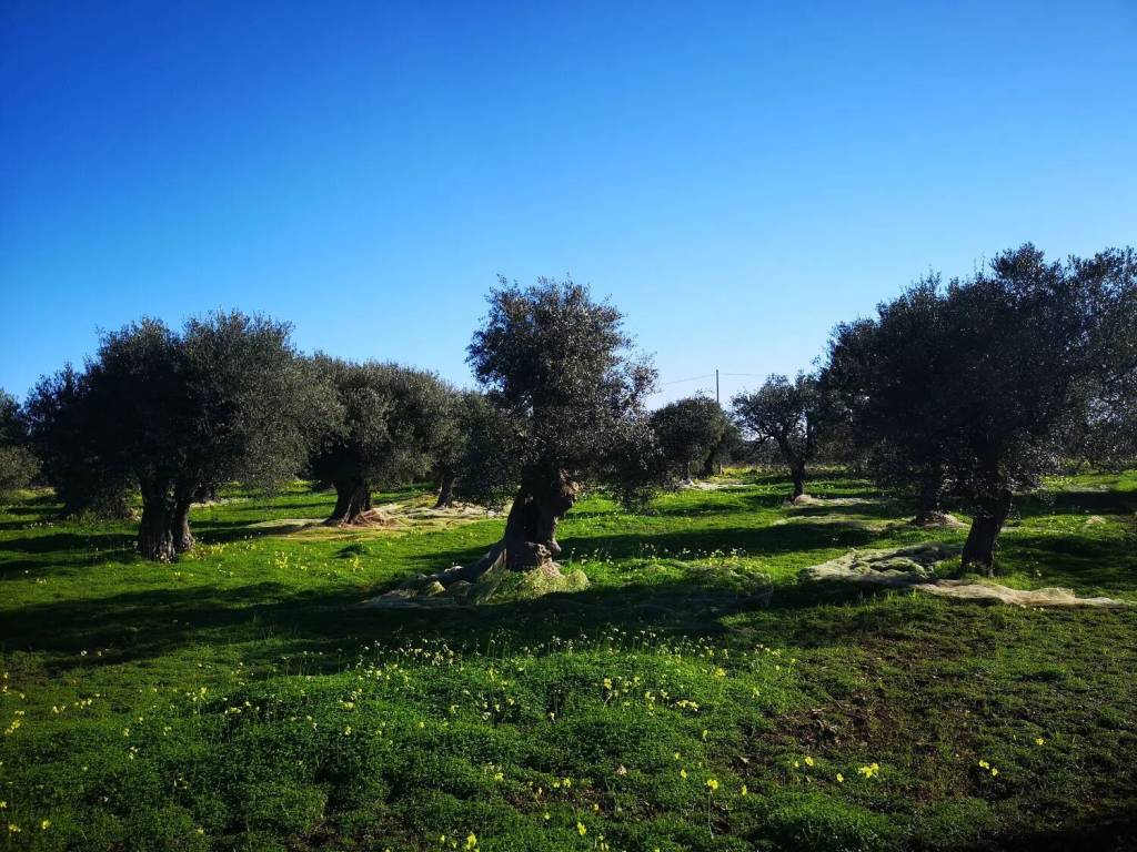 immagine annuncio 1 di 4