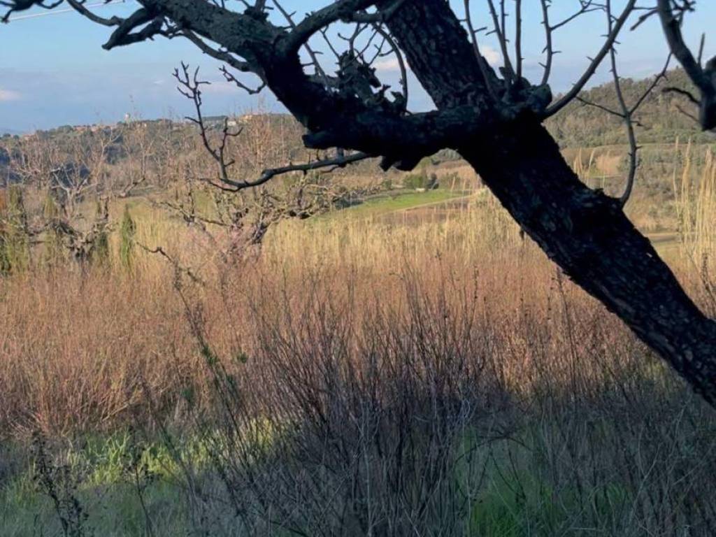 immagine annuncio 1 di 2