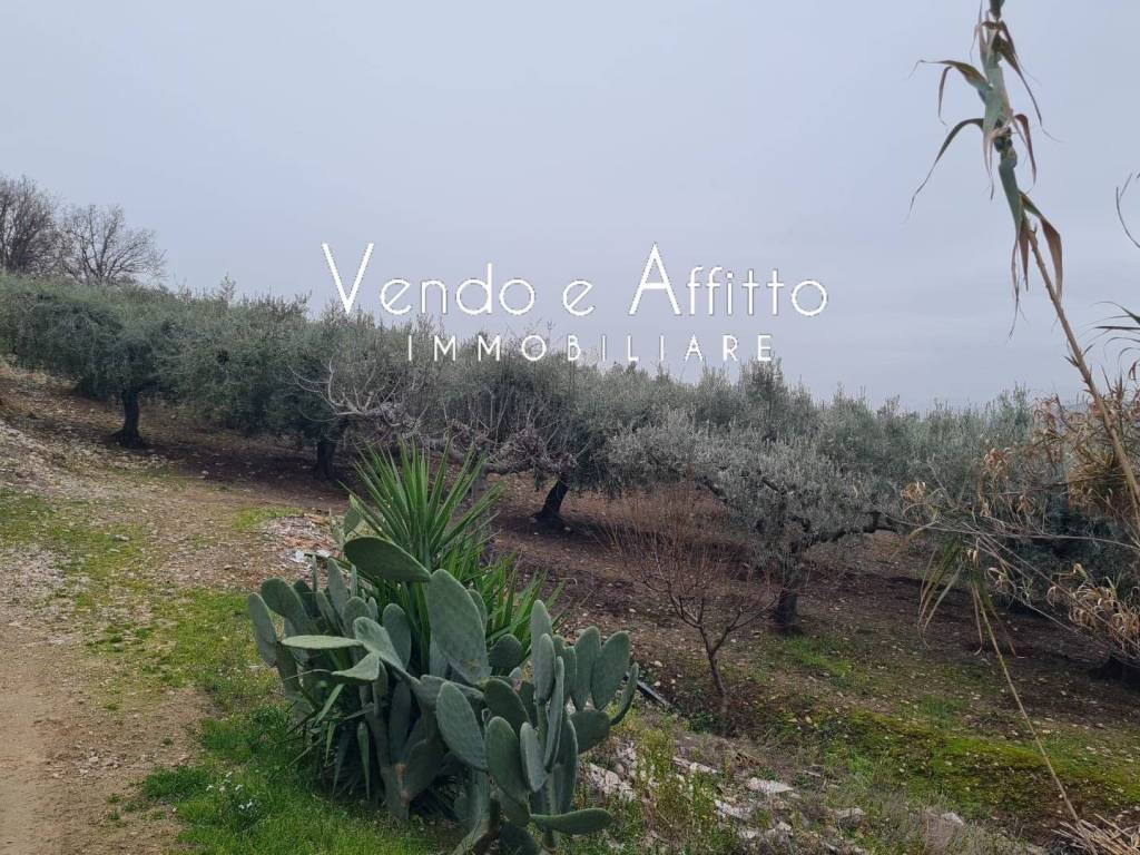 immagine annuncio 1 di 3