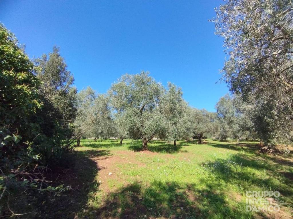 immagine annuncio 2 di 4