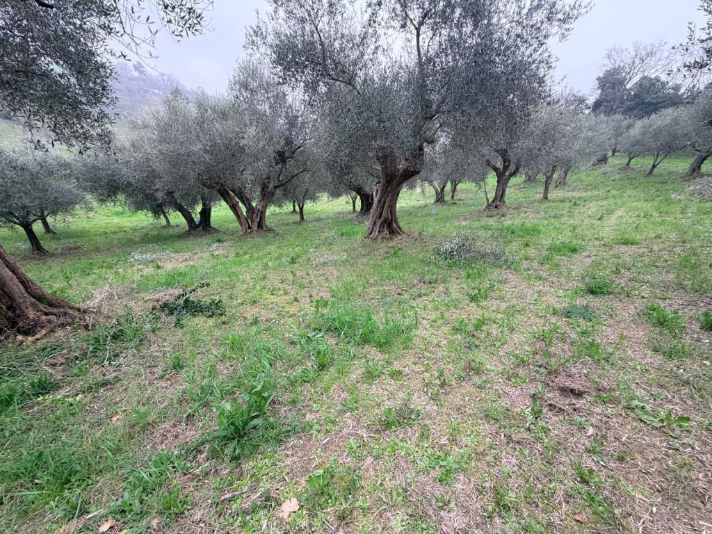 immagine annuncio 1 di 2