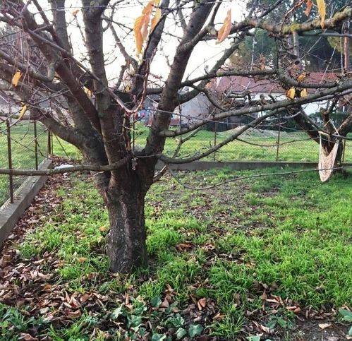 immagine annuncio 2 di 3